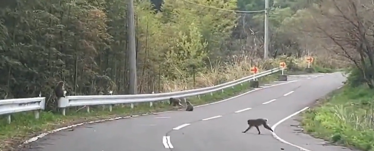 たむろしてるお猿