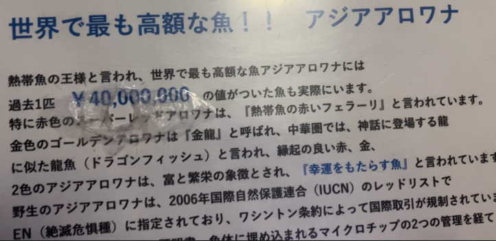 絶滅危惧種＆最高４０００万円である説明