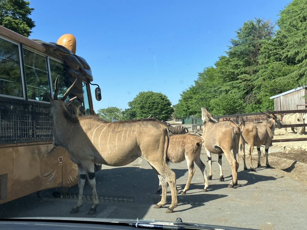 群馬サファリパーク：進路に壁を展開するエランドとその仲間たち