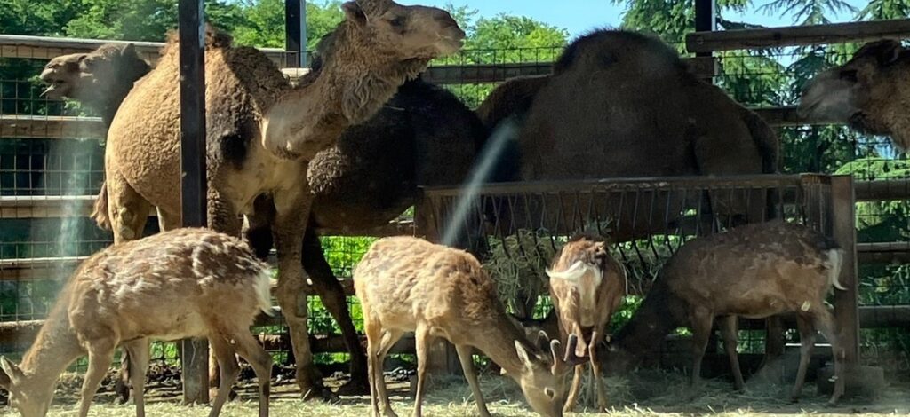 群馬サファリパーク：ヒトコブラクダと二ホンジカ