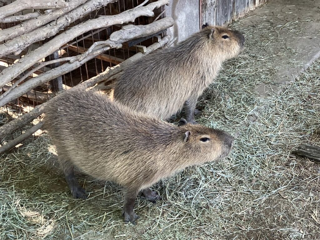 群馬サファリパーク：カピバラ