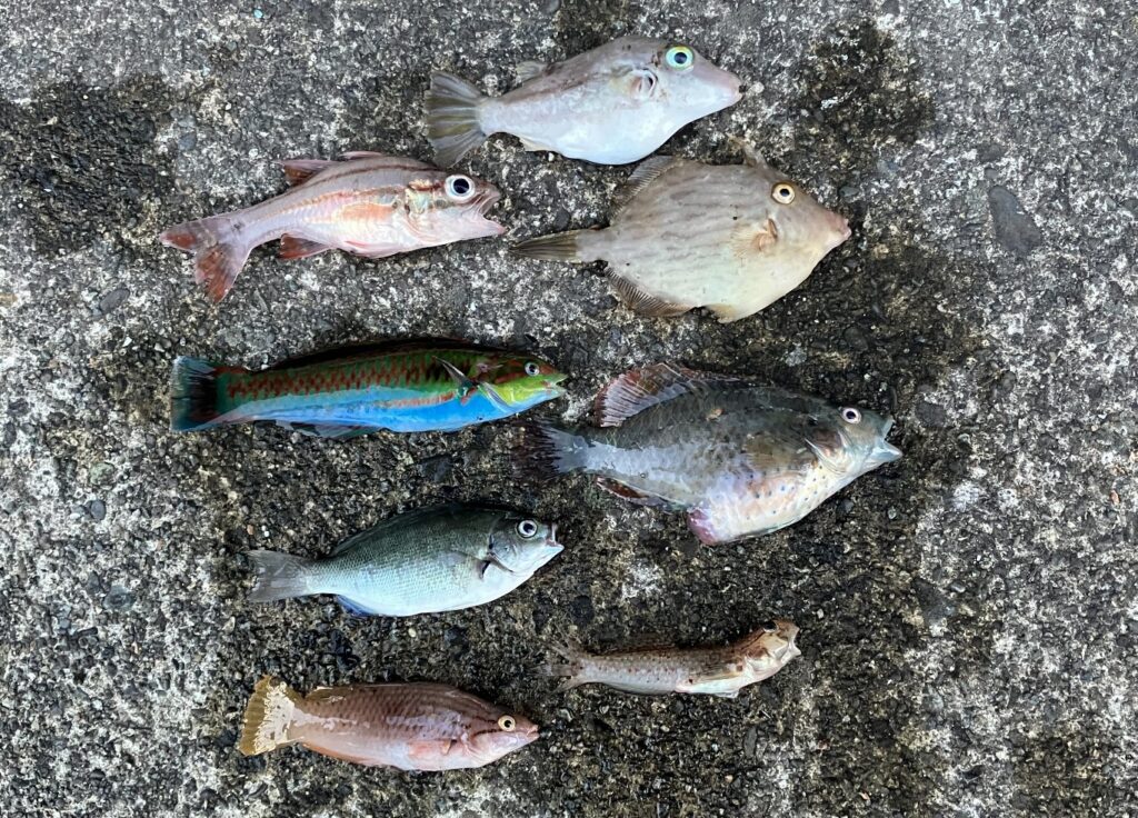 早川港：名称不明の魚達