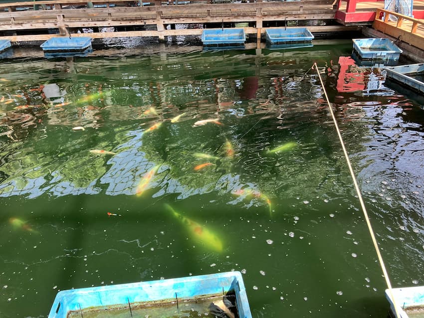 釣り堀