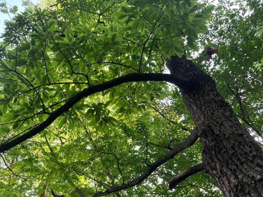 かぶとむしの森クヌギの木
