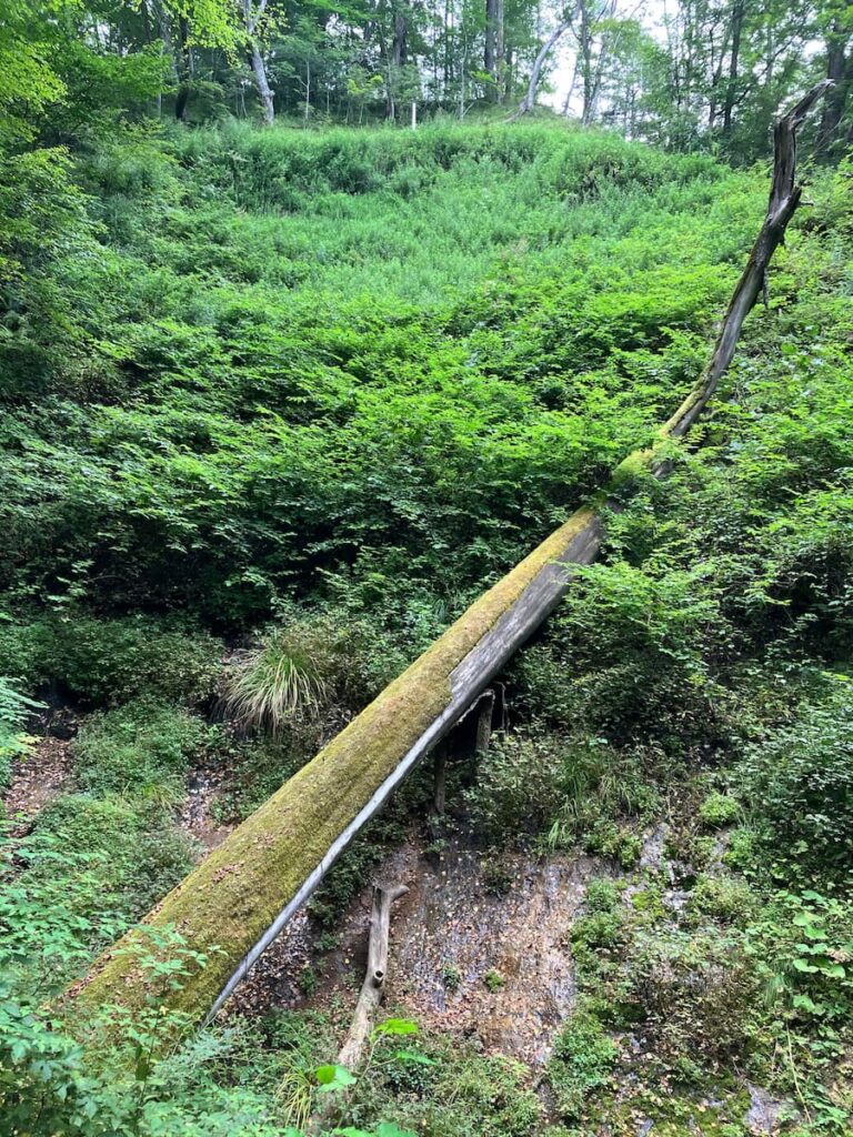 白糸の滝：謎に惹かれる丸太？