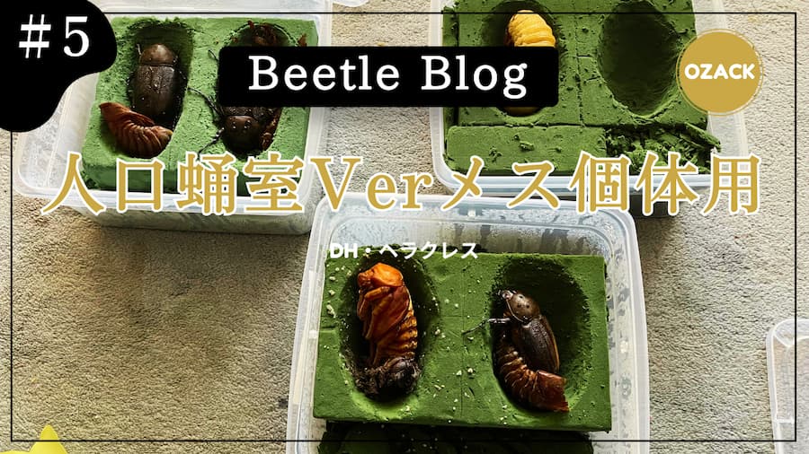 ヘルクレスオオカブト：サムネイル画像５