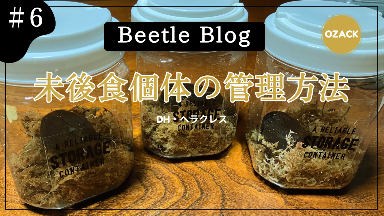 ヘルクレスオオカブト：サムネイル画像６