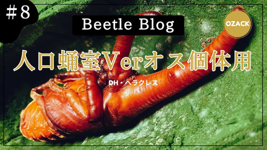ヘルクレスオオカブト：サムネイル画像８